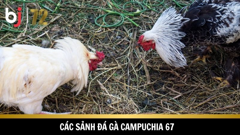 Đa dạng sảnh cược khi chơi