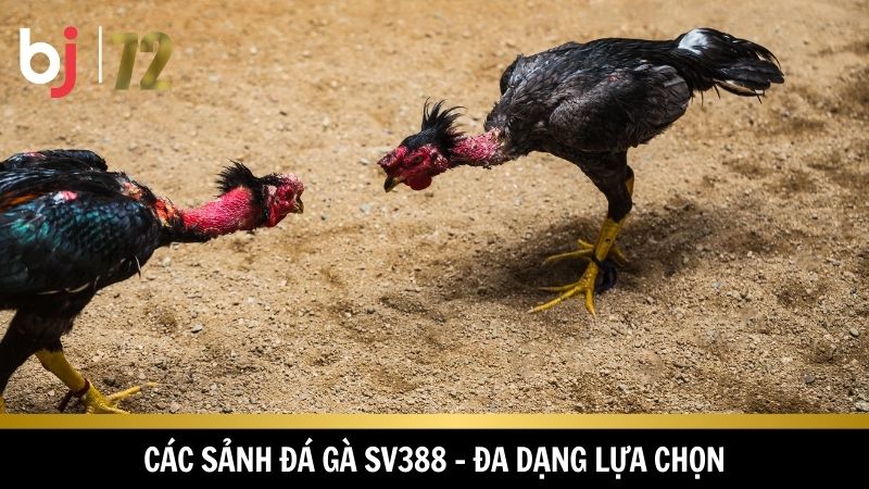 Nhiều sảnh cược đa dạng sự lựa chọn