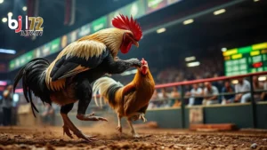 Kinh nghiệm chơi cá cược đá gà BJ99 từ cao thủ