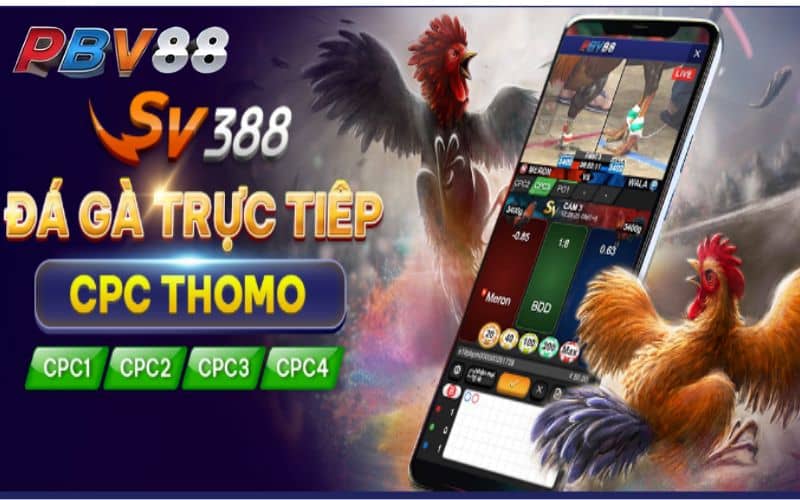Cá cược đá gà Campuchia BJ99 có uy tín không? - Khám phá độ tin cậy và chất lượng dịch vụ