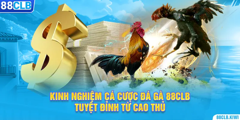 Cách đăng ký tài khoản đá gà BJ99 như thế nào? - Hướng dẫn chi tiết và dễ hiểu