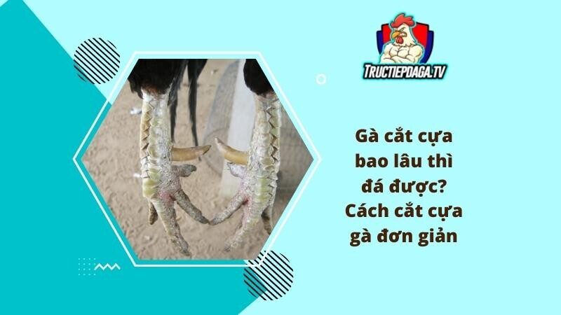 Xem đá gà trực tiếp Campuchia trên BJ99 cần làm gì để trải nghiệm tuyệt vời nhất?